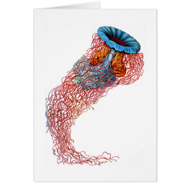 Méduses de la crinière du lion (Devant)