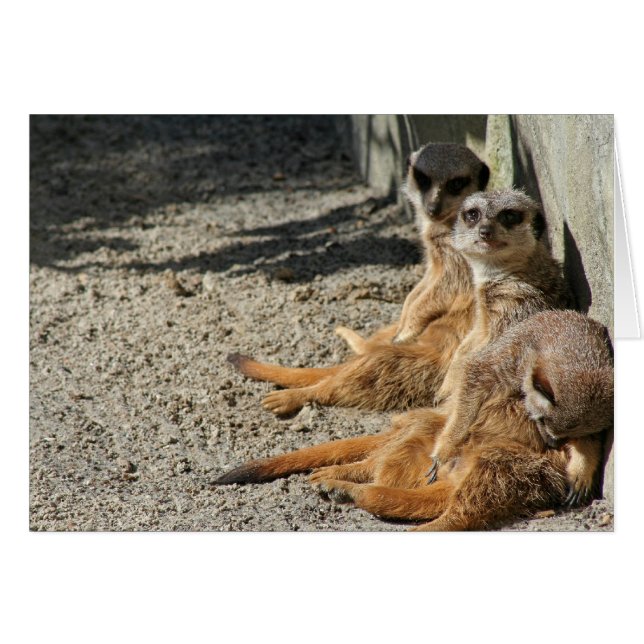 Meekats Hanging Out (Front Horizontal)