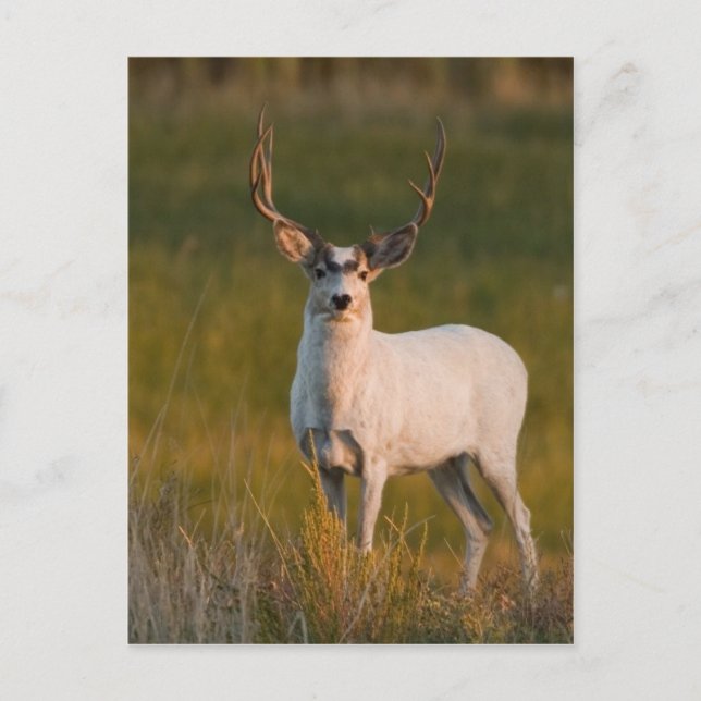 Meeker's White Buck 2 Postcard (Front)