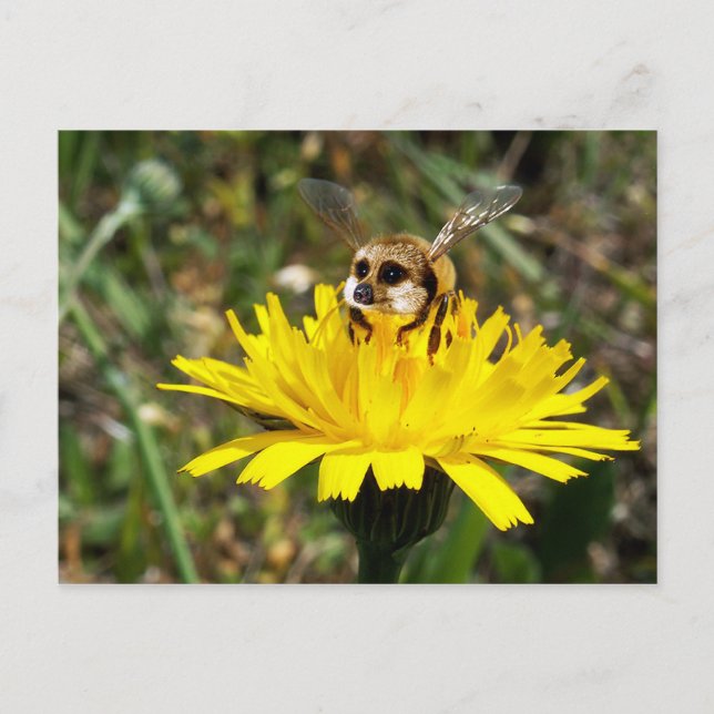 Meerbee Postcard (Front)