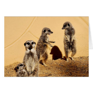 meercat chat Card