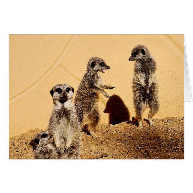 meercat chat Card (Front Horizontal)