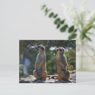 Meercat postcard