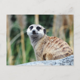 Meercat Postcard