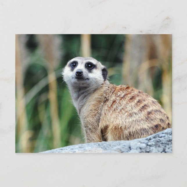 Meercat Postcard (Front)