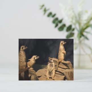 Meercat postcard