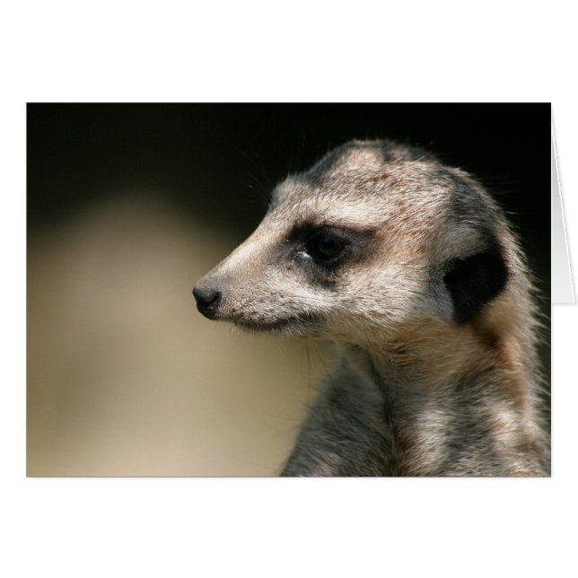 Meerkat (Front Horizontal)