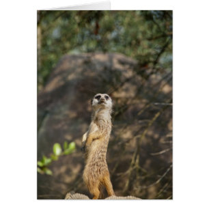 Meerkat