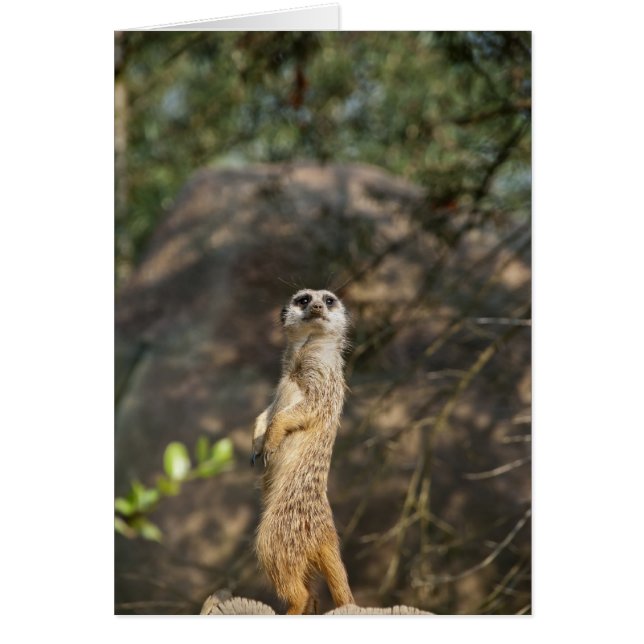 Meerkat (Front)