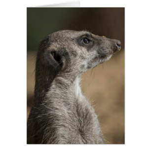 Meerkat
