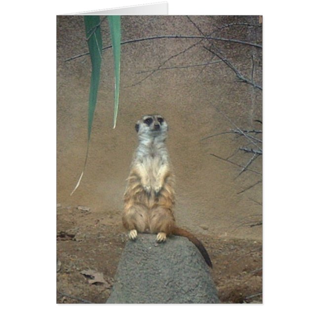 Meerkat (Devant)