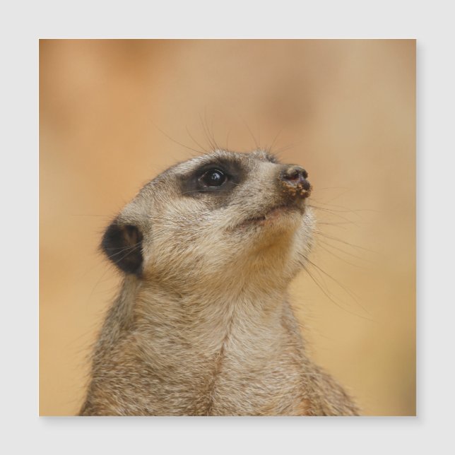 Meerkat 001 by JAMFoto (Front)