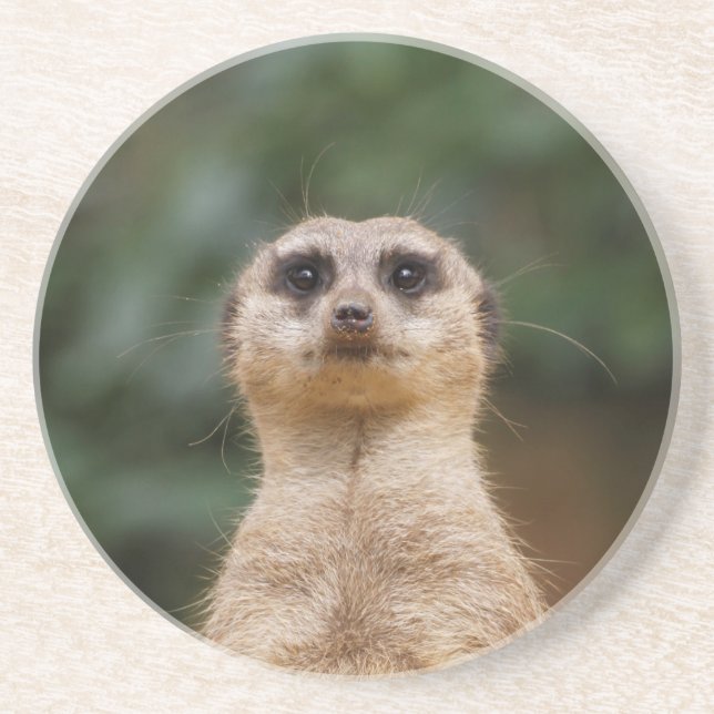Meerkat 001 coaster (Front)
