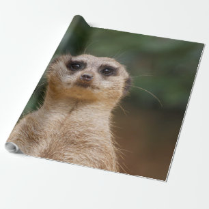 Meerkat 001 wrapping paper