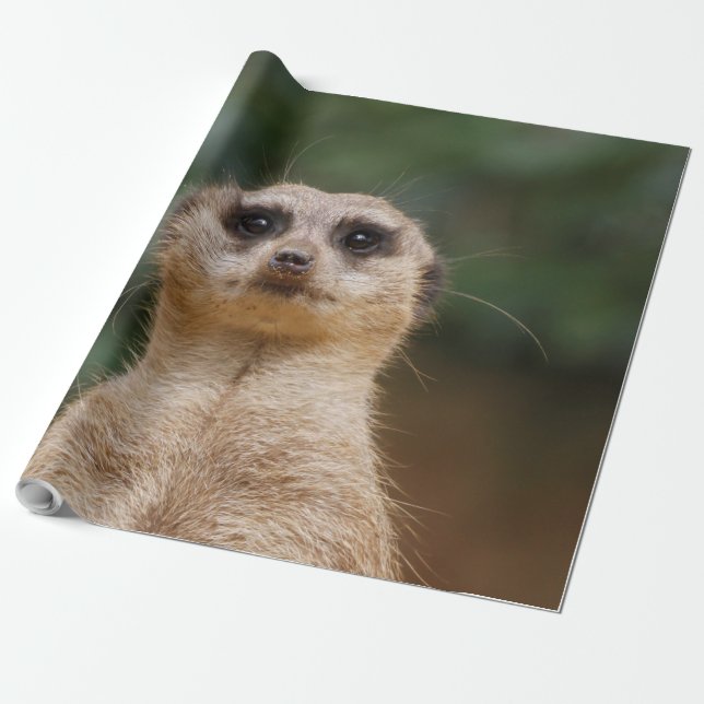 Meerkat 001 wrapping paper (Unrolled)
