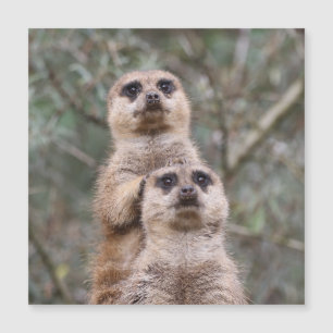 Meerkat 002 by JAMFoto