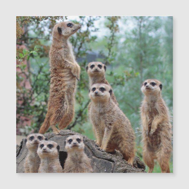 Meerkat_003 (Front)
