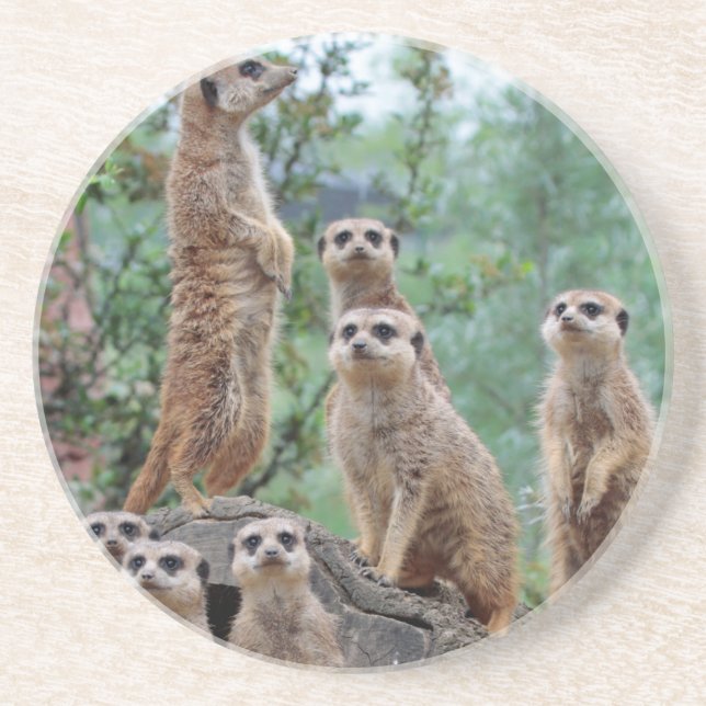 Meerkat_003 Coaster (Front)