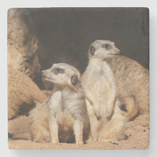 Meerkat 003 stone coaster