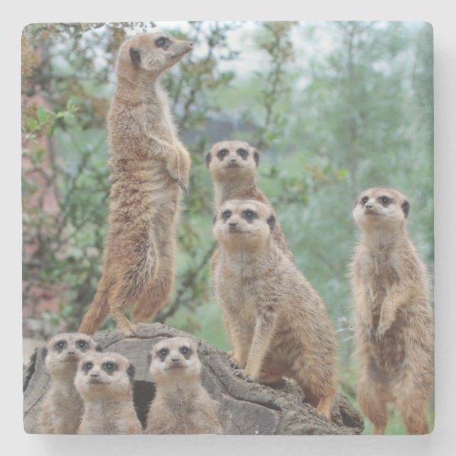 Meerkat_003 Stone Coaster (Front)