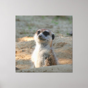 Meerkat 004 canvas print
