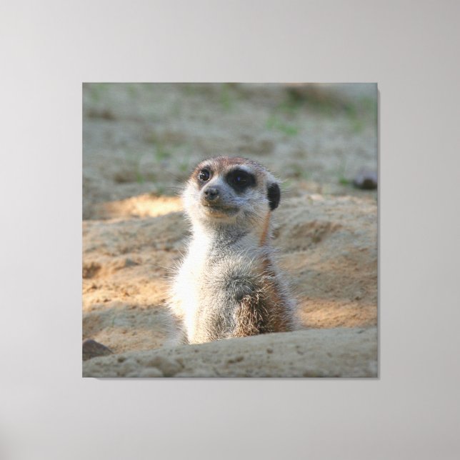Meerkat 004 canvas print (Front)
