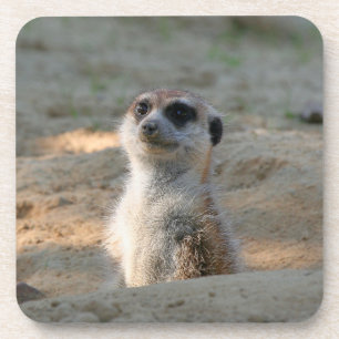 Meerkat 004 coaster
