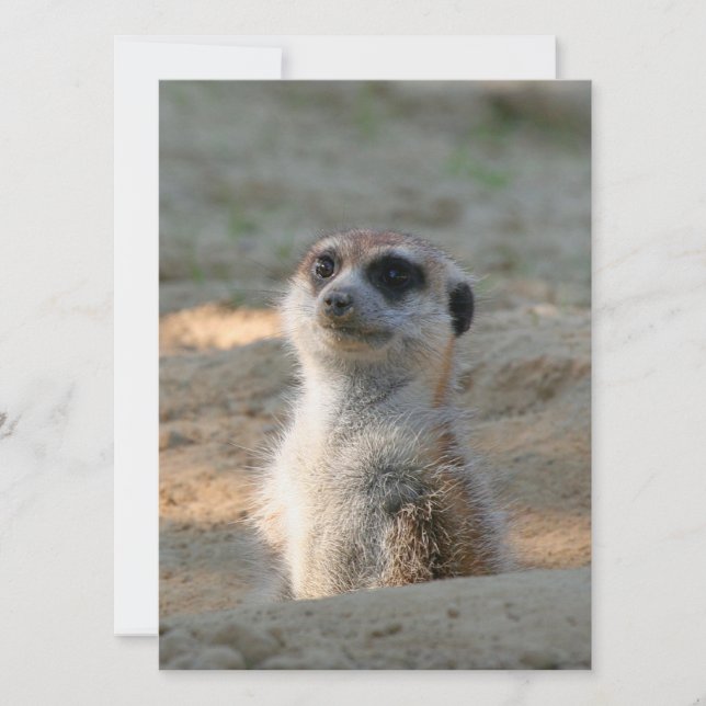 Meerkat 004 holiday card (Front)