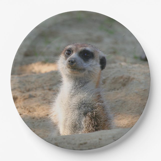 Meerkat 004 paper plate (Front)