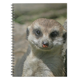Meerkat 005 notebook