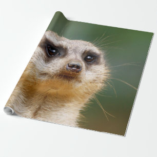 Meerkat 005 wrapping paper