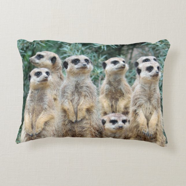 Meerkat 006 accent pillow (Back)