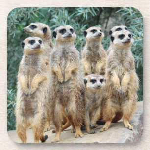 Meerkat 006 coaster