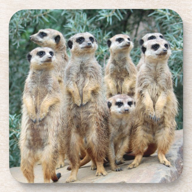 Meerkat 006 coaster (Front)
