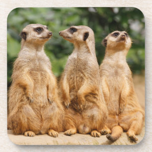 Meerkat 007 coaster