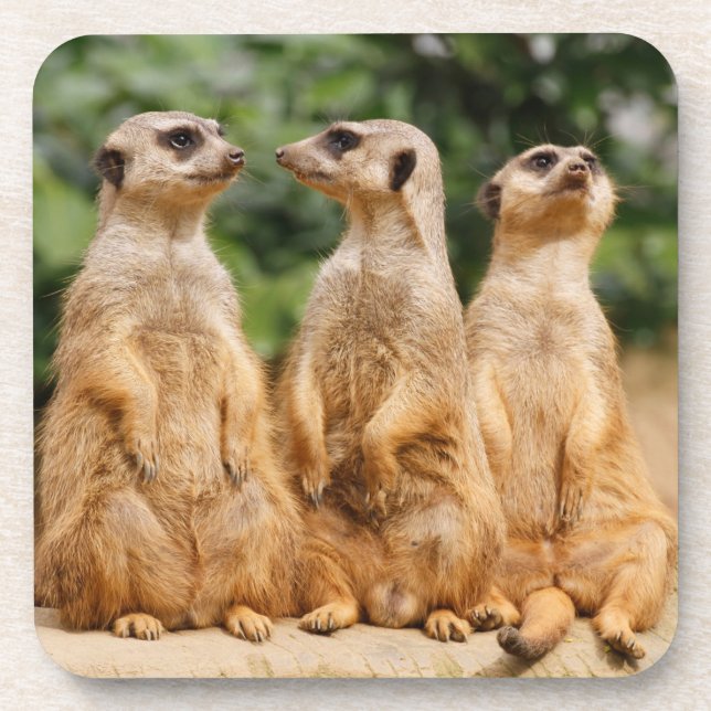 Meerkat 007 coaster (Front)