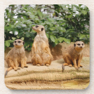 Meerkat 008 coaster