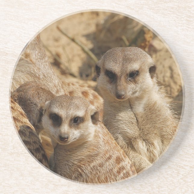 Meerkat_008 Coaster (Front)