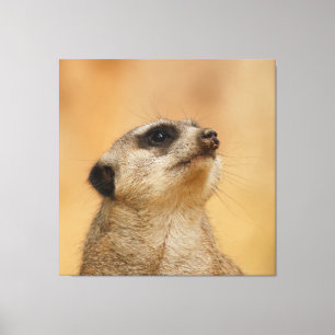 Meerkat 011 canvas print