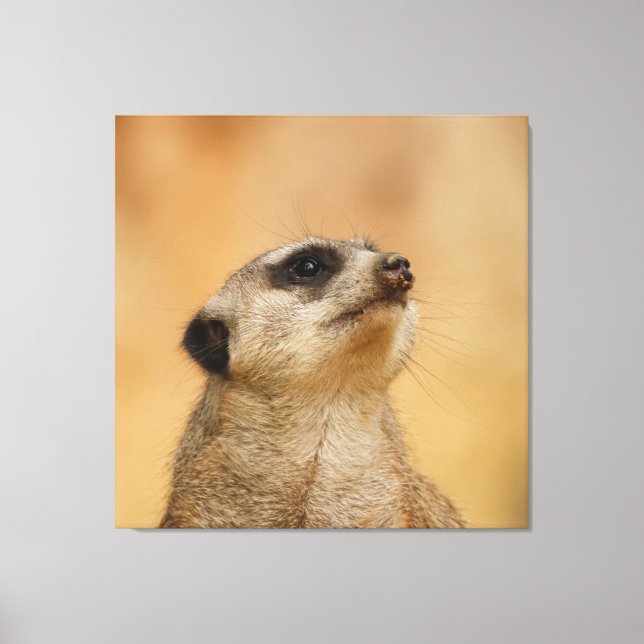 Meerkat 011 canvas print (Front)