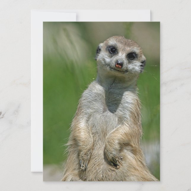 Meerkat 013 holiday card (Front)