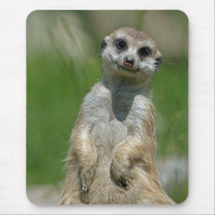 Meerkat 013 mouse pad