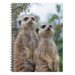 Meerkat 013 notebook