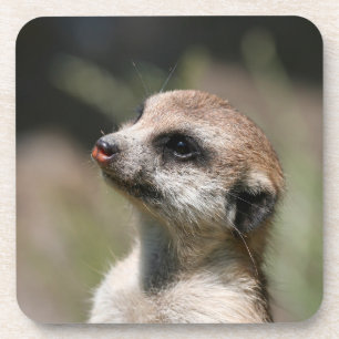 Meerkat 014 coaster