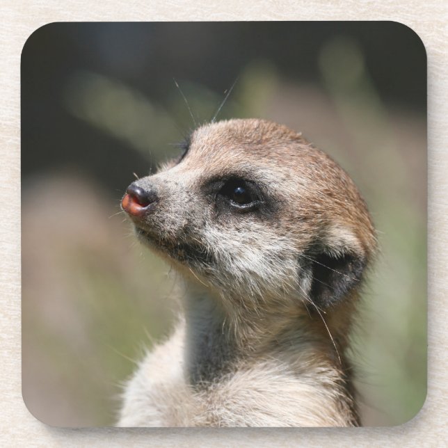 Meerkat 014 coaster (Front)
