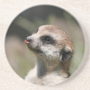 Meerkat 014 coaster