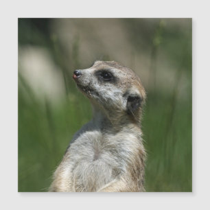 Meerkat 015