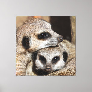 Meerkat 019 canvas print
