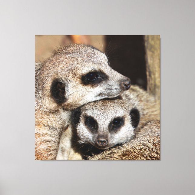 Meerkat 019 canvas print (Front)