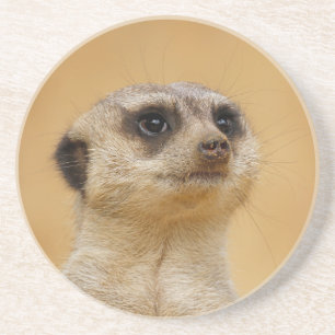 Meerkat 020 coaster
